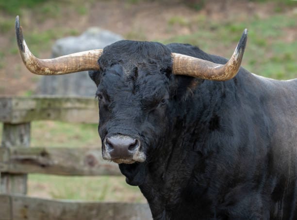 black bull in dream