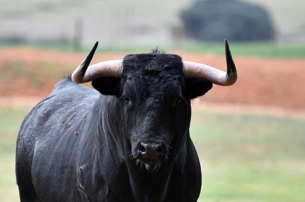 black bull in dream