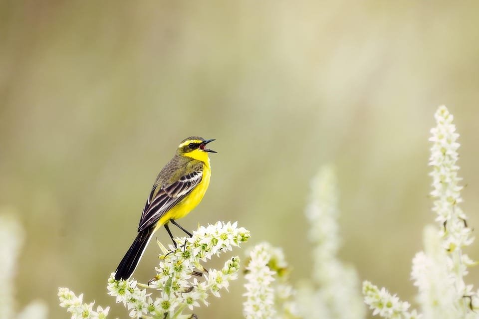 wild bird 7314255 960 720