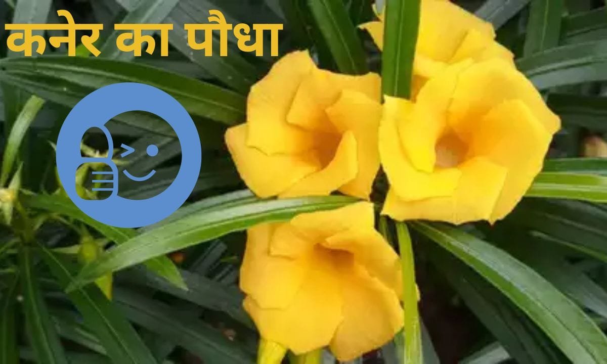 If there is a oleander plant in the house then it is nothing but silver, see its miraculous benefits