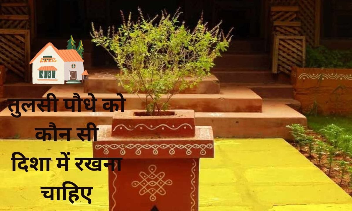 In which direction should the Tulsi plant be kept, see important information