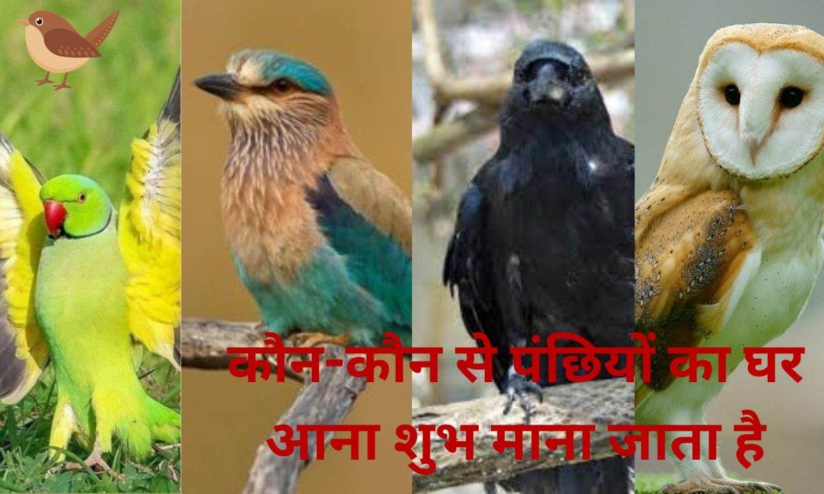 Which birds are considered auspicious to come to your home, see here