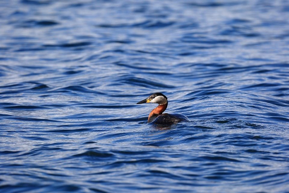 bird 7954842 960 720