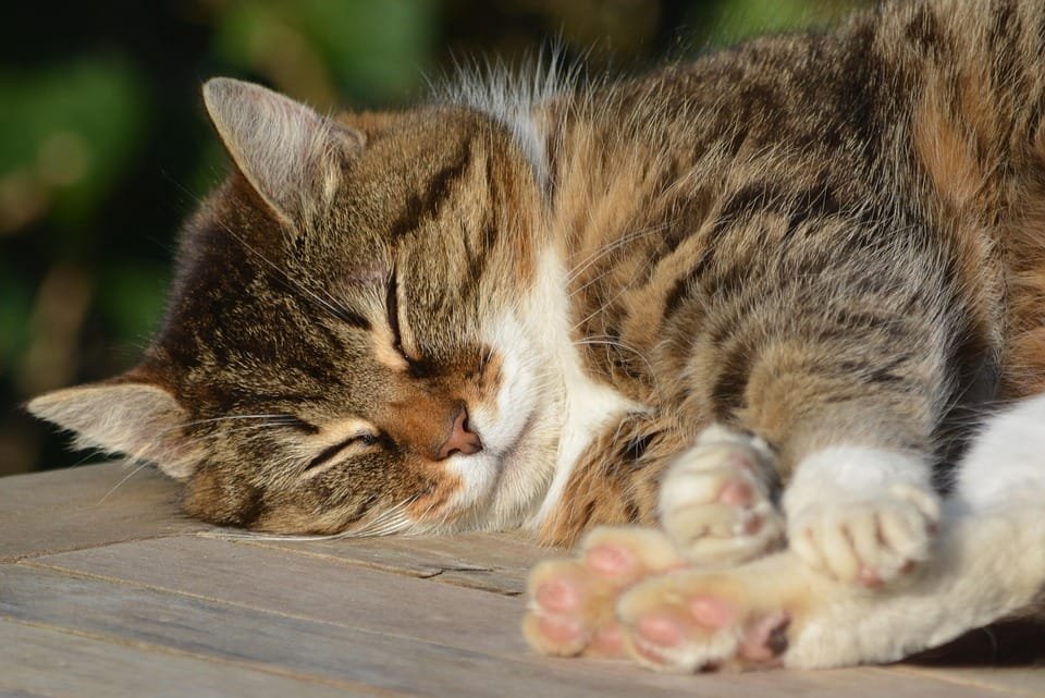 dreams, sleep