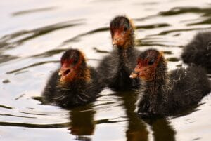 coots 3464460 960 720