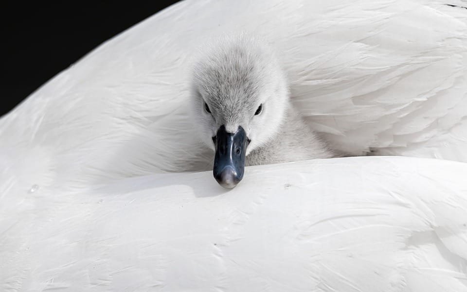 cygnet 6212139 960 720
