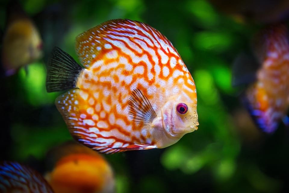 discus fish 1943755 960 720