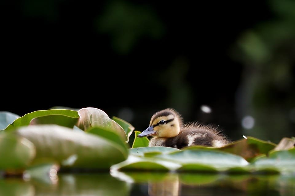 duckling 6379617 960 720