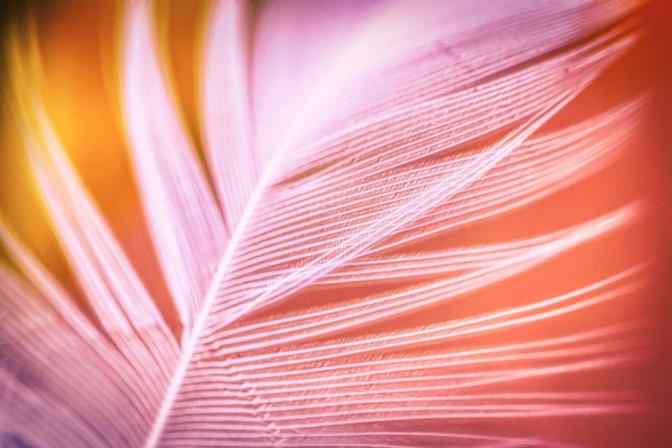 feather 5488401 960 720