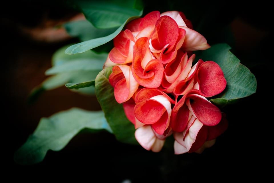 flower 6823822 960 720