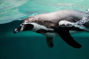 penguin 2203693 960 720