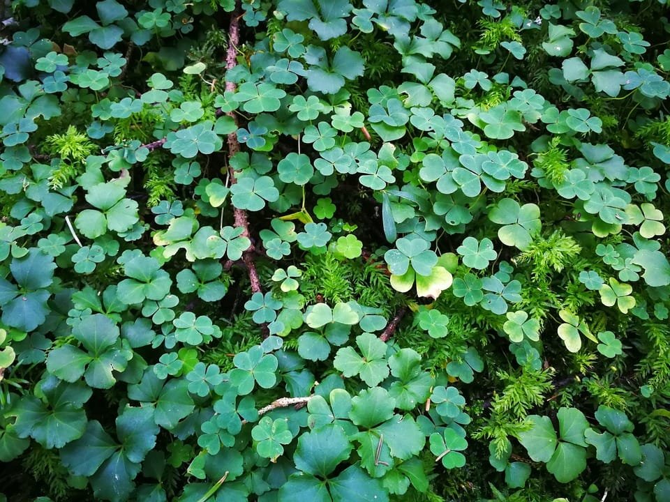 shamrocks 2815886 960 720