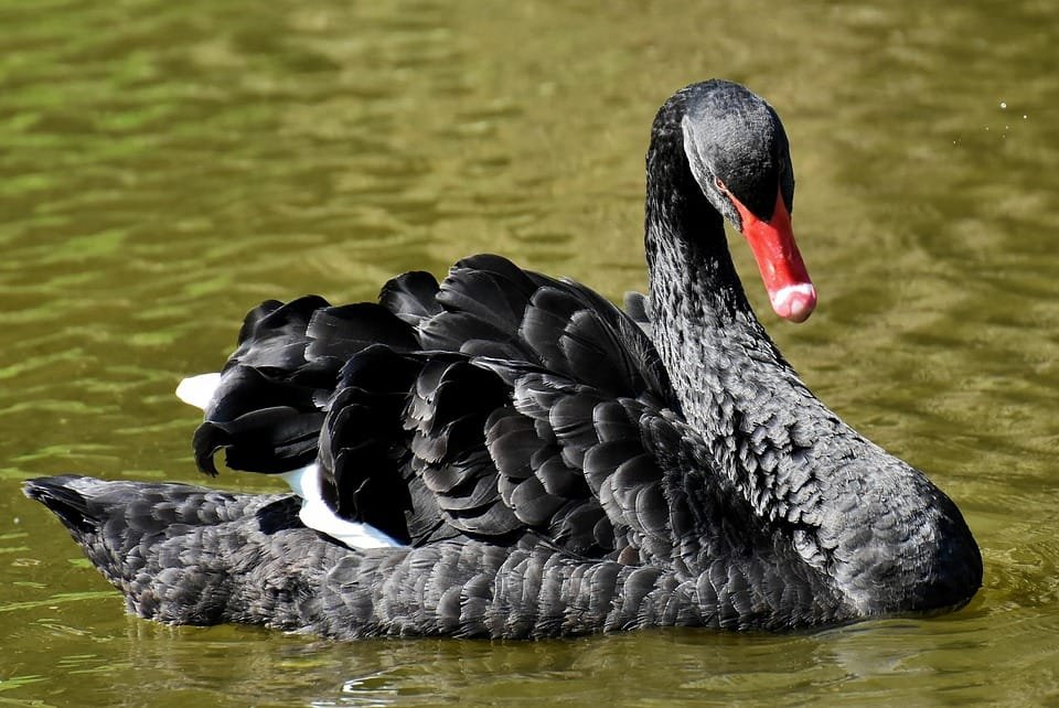 swan 3340932 960 720