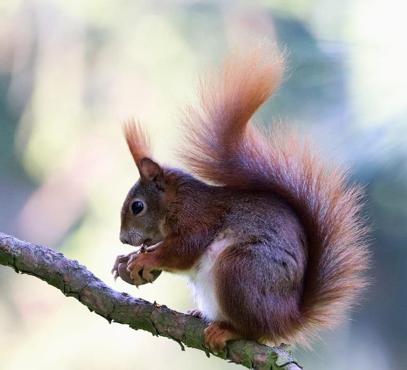 the squirrel 4247406 960 720