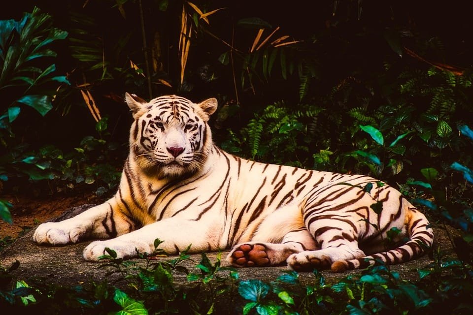 tiger 2666068 960 720