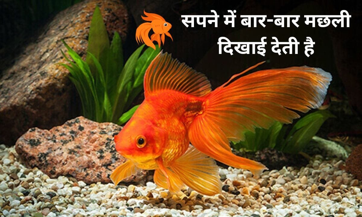 Do you also see fish repeatedly in your dreams, know its meaning