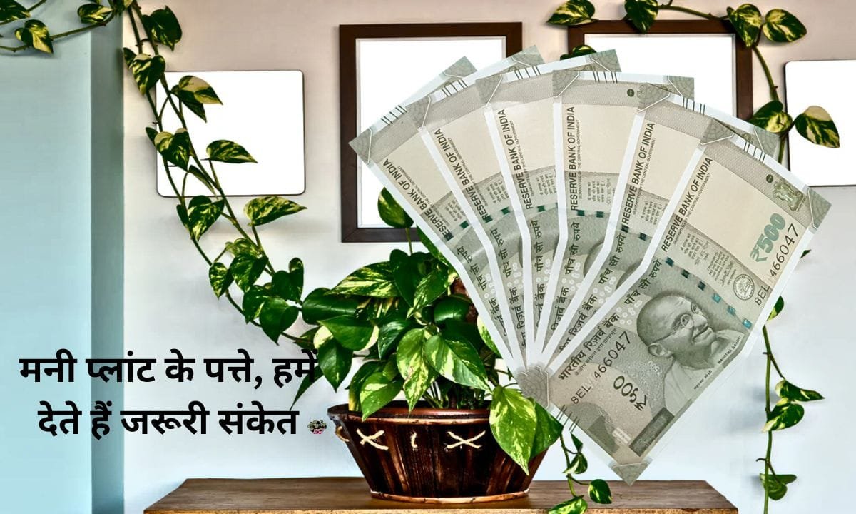 Money plant leaves give us important signals