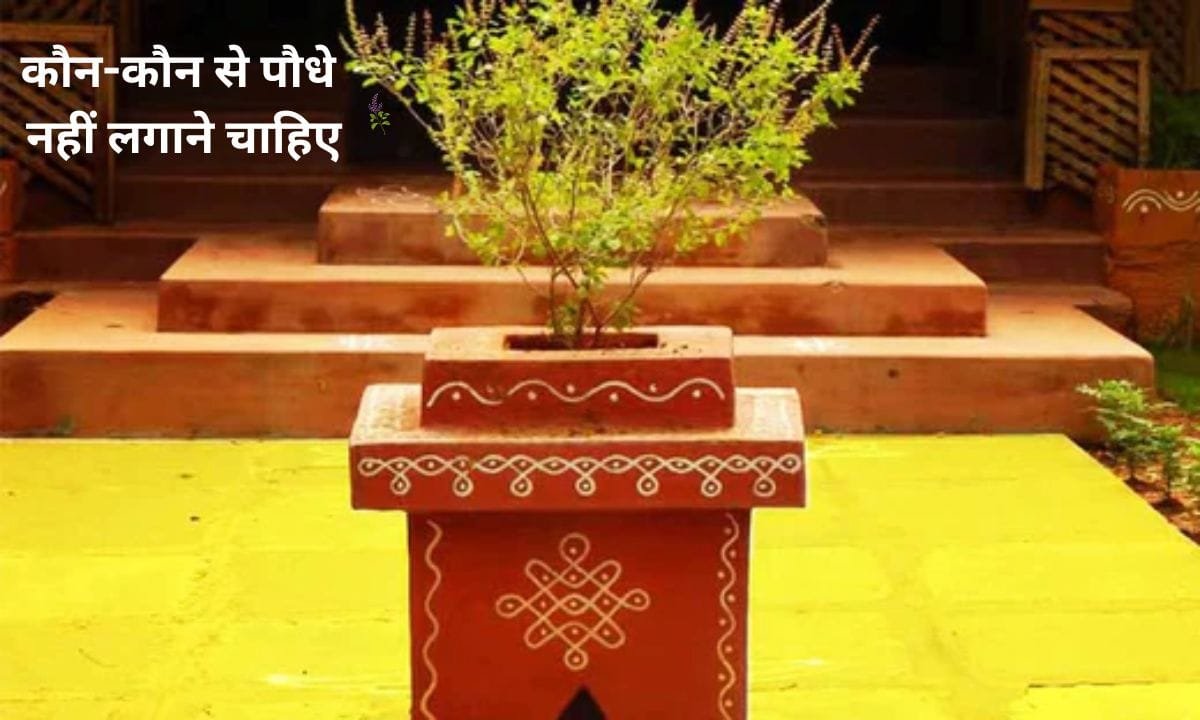 Which plants should not be planted near the Tulsi plant?