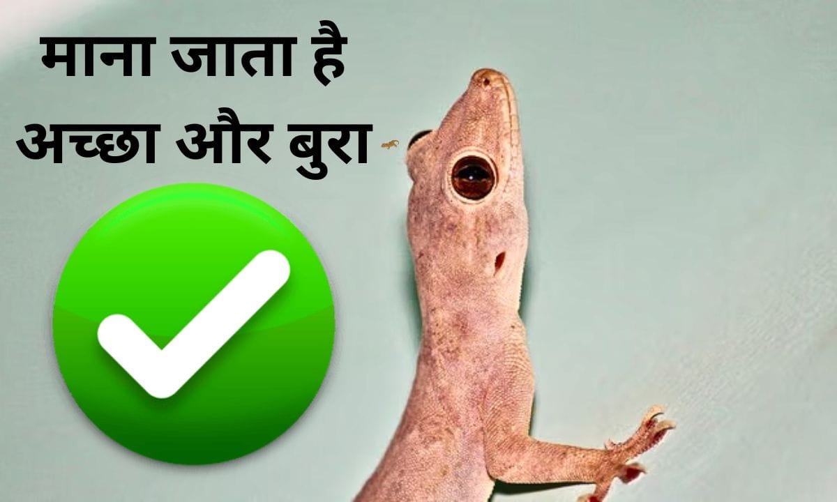 Lizard falling on the body is also considered good and bad