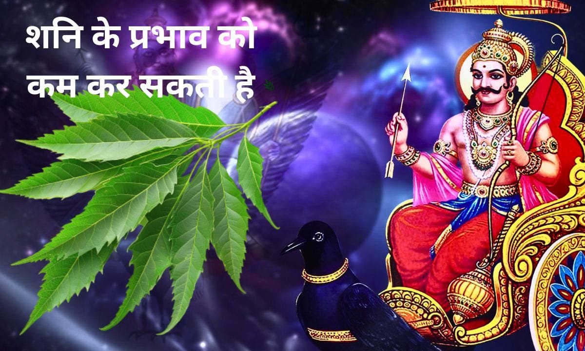 Neem leaves can reduce the effects of Saturn in this way