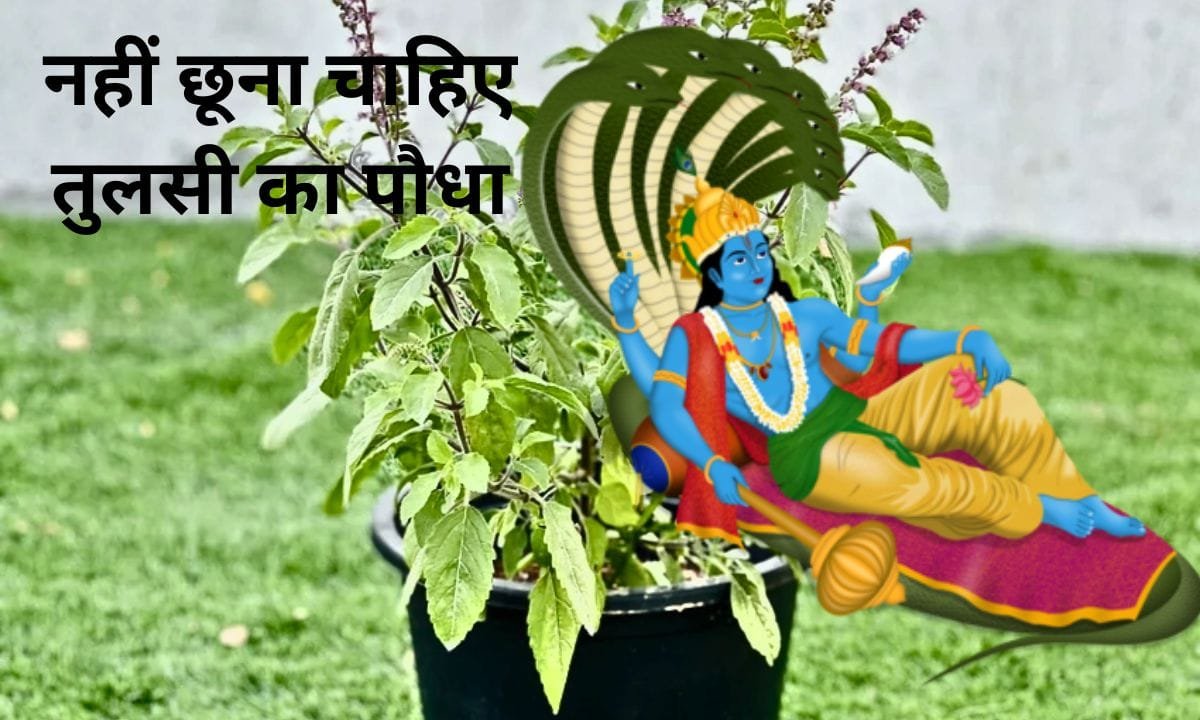 On Ekadashi and Sunday, one should not touch the Tulsi plant