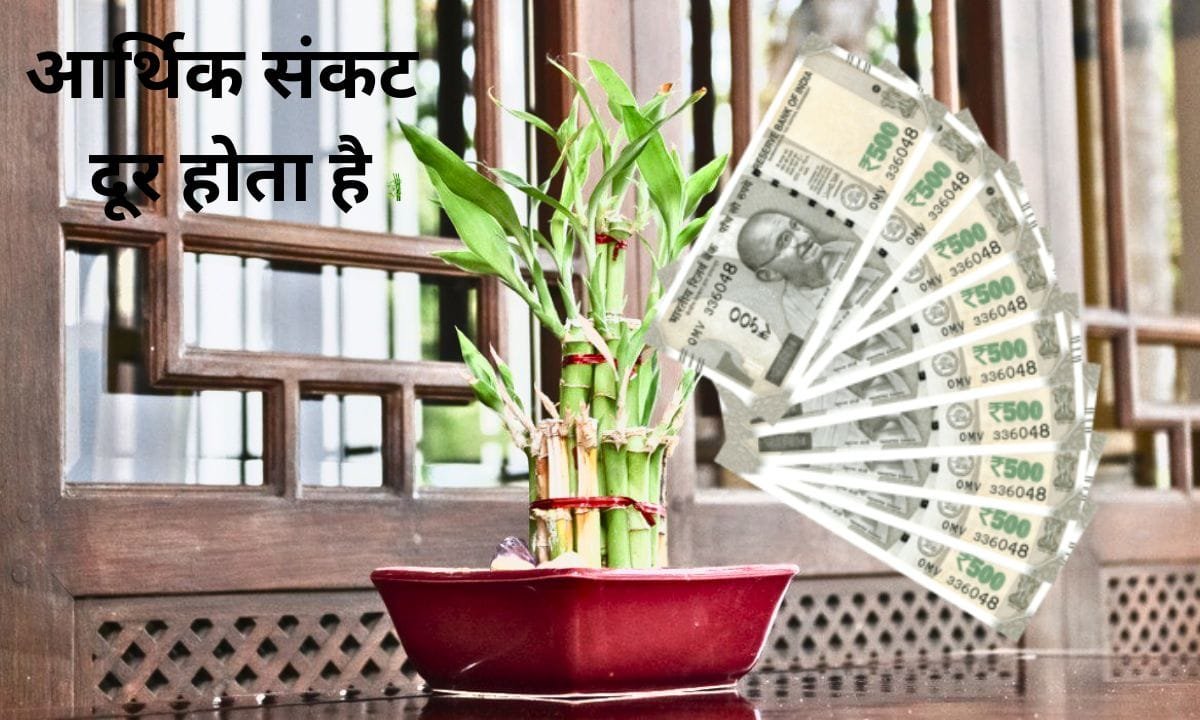 Planting a bamboo plant at home helps in removing financial crisis