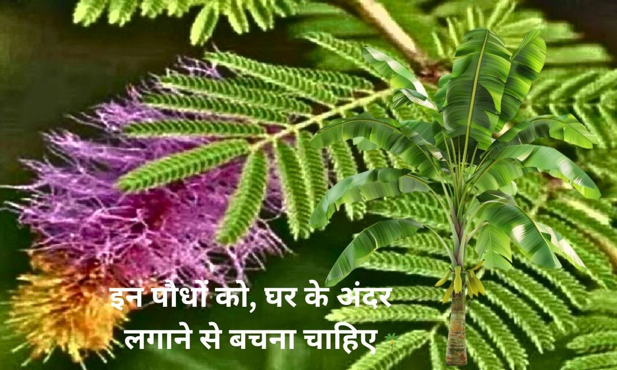 These plants should be avoided from being planted inside the house