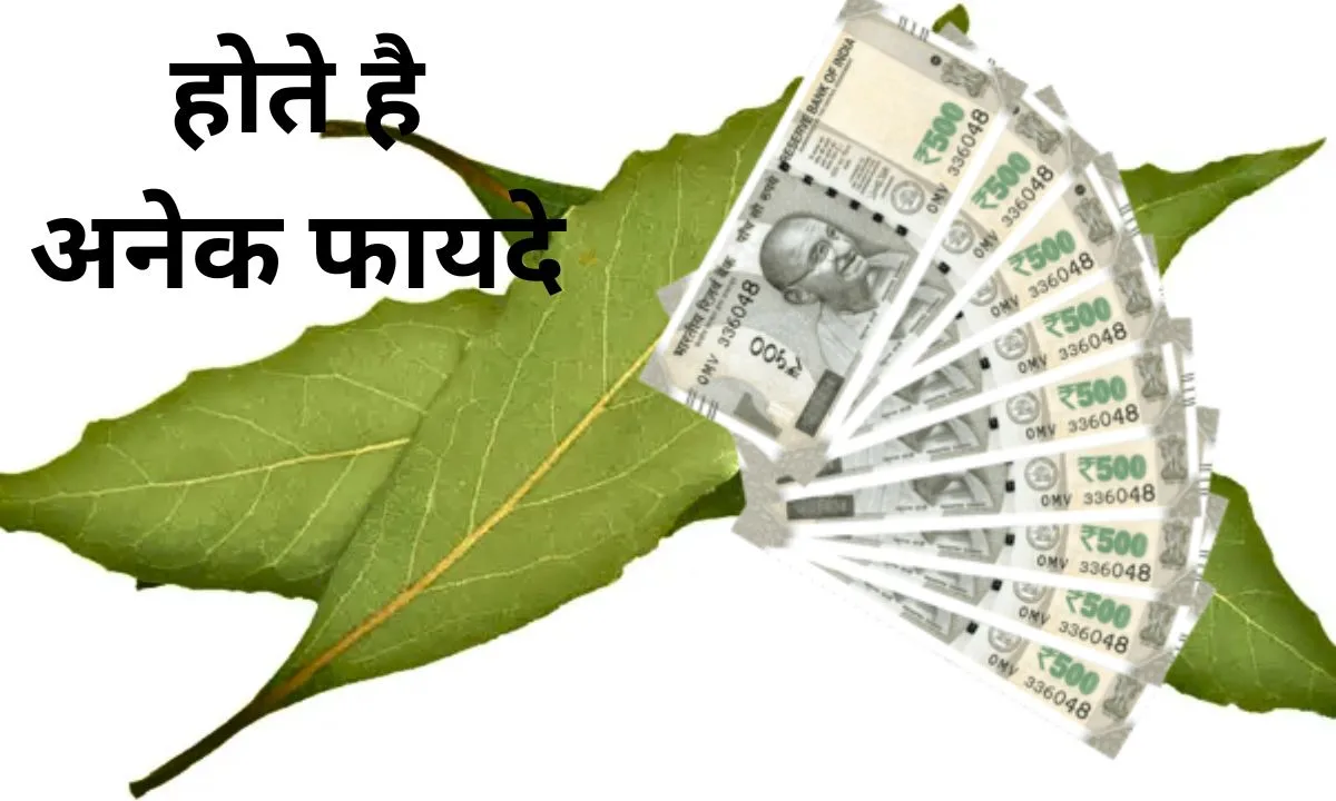 Bay leaf remedy has many benefits