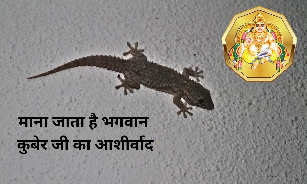 Seeing a lizard at home is considered a blessing from Lord Kubera