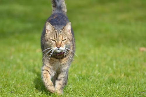 cat