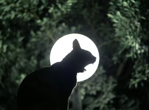 cat and moon