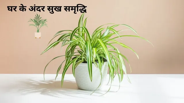 घर के अंदर सुख समृद्धि लाने का नया तरीका, रखिए घर के अंदर यह प्लांट