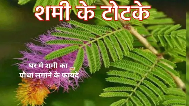 घर में शमी का पौधा लगाने के फायदे, आप भी देखिए