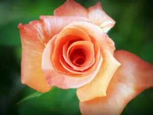 Decoding Retrograde Planets: How Planetary Backspins Impact Your Life (Explains the concept)