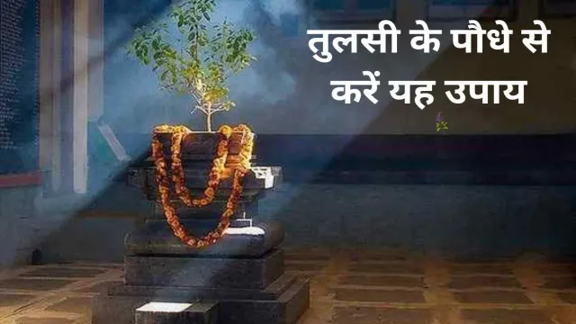 तुलसी के पौधे से करें यह उपाय, मिलेगा अच्छा परिणाम