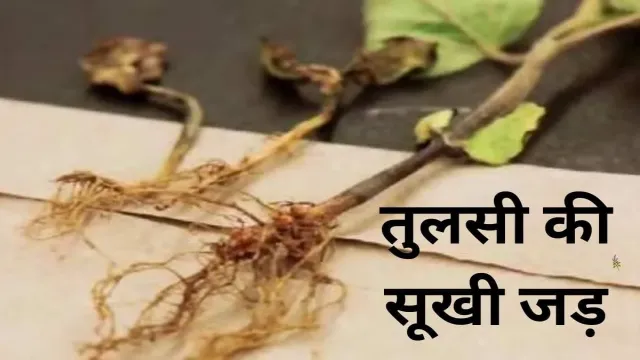 तुलसी की सूखी जड़, से करें यह उपाय
