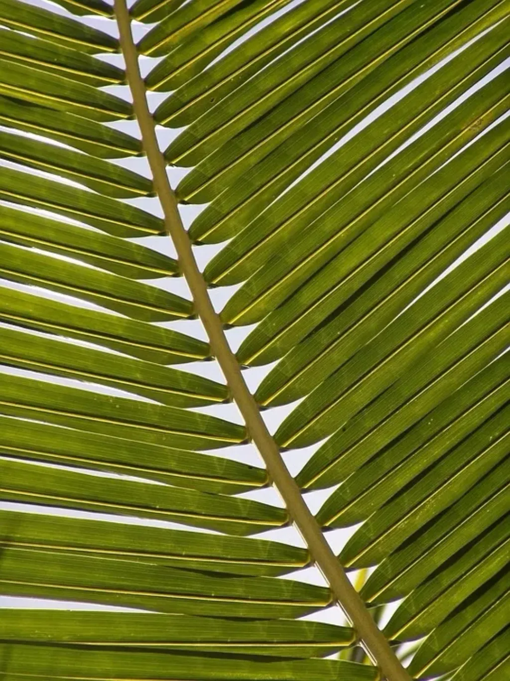 From Palm Leaves to Predictions: Learning the Language of Nadi Astrology