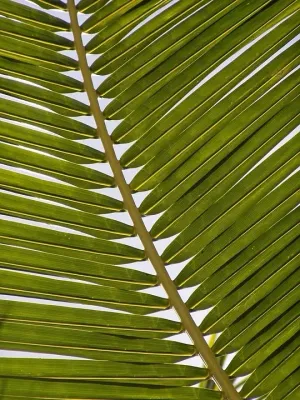 From Palm Leaves to Predictions: Learning the Language of Nadi Astrology