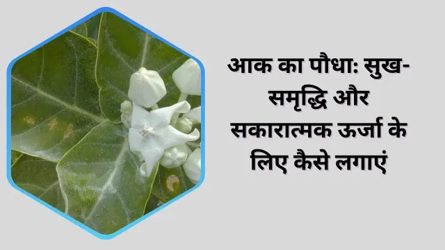 आक का पौधा: घर में सुख-समृद्धि और सकारात्मक ऊर्जा कैसे लाएं