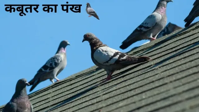 घर में आता है कबूतर का पंख तो तुरंत रख लीजिए, फिर देखिए चमत्कार