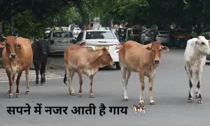 सपने में नजर आती है गाय, तो हो सकता है यह शुभ संकेत