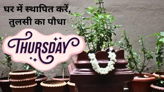 इस दिन घर में स्थापित करें, तुलसी का पौधा