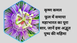 कृष्ण कमल: फूल में समाया महाभारत का पूरा सार, जानें इस अद्भुत पुष्प की महिमा