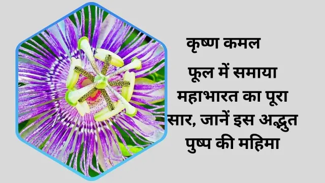 कृष्ण कमल: फूल में समाया महाभारत का पूरा सार, जानें इस अद्भुत पुष्प की महिमा
