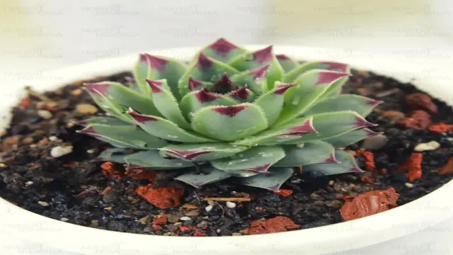 क्या आप जानते हैं? ये 4 पौधे आपके घर में लक्ष्मी का वास करा सकते हैं! 🌿✨