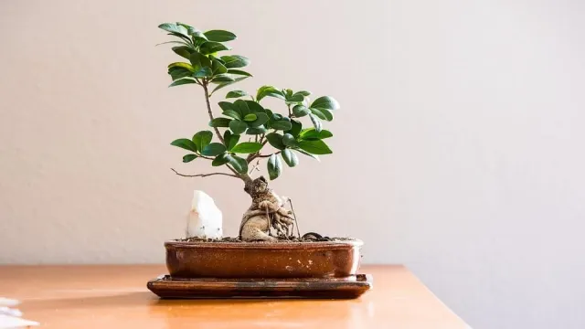 Living with Nadi Dosh: Tips for a Harmonious Marriage