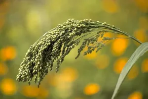 बाजरा: किसानों के लिए भी सुनहरा अवसर