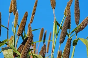 बाजरा: सुपरफूड जिसे आपको जानना चाहिए