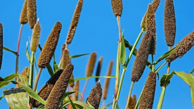बाजरा: सुपरफूड जिसे आपको जानना चाहिए