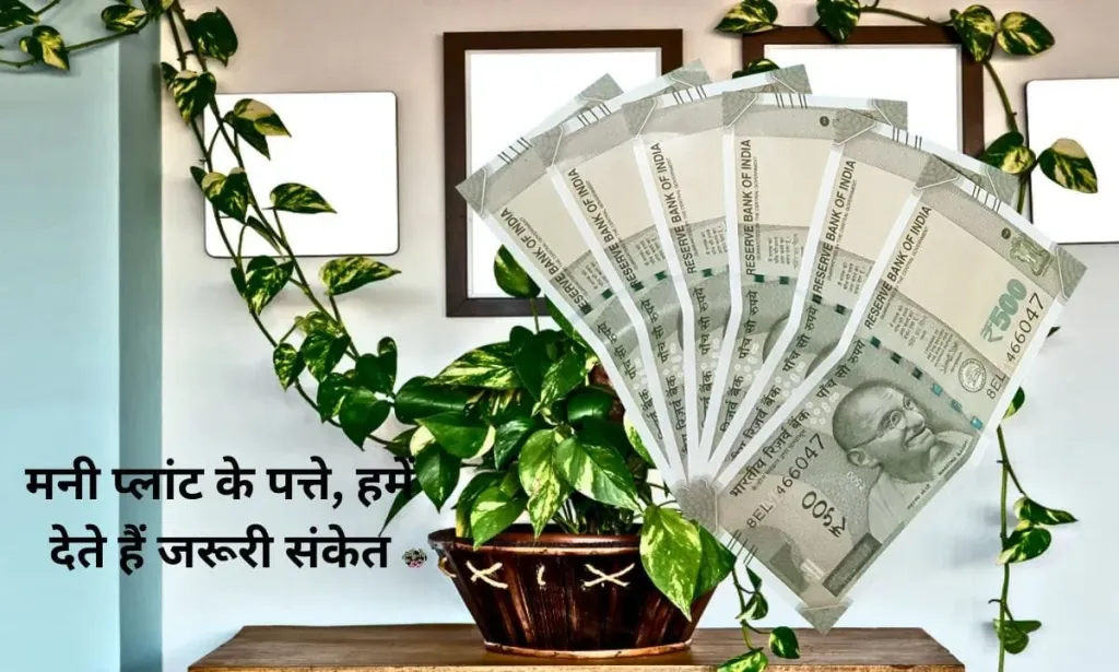 मनी प्लांट के पत्ते, हमें देते हैं जरूरी संकेत